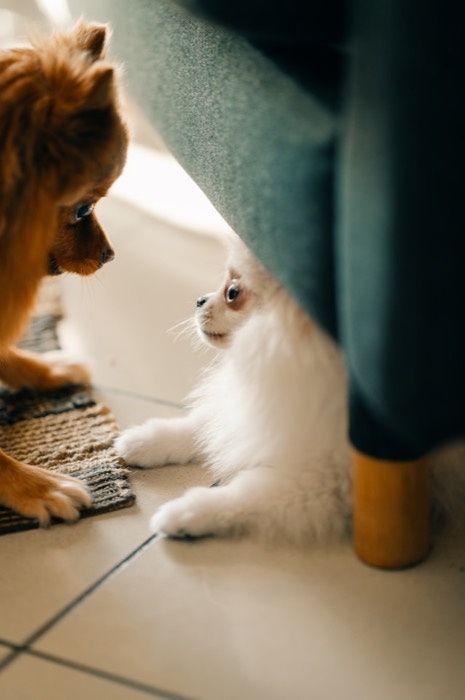 A puppy meeting a kitten