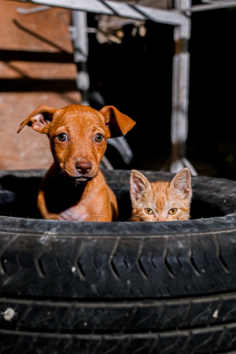 A dog and cat playing